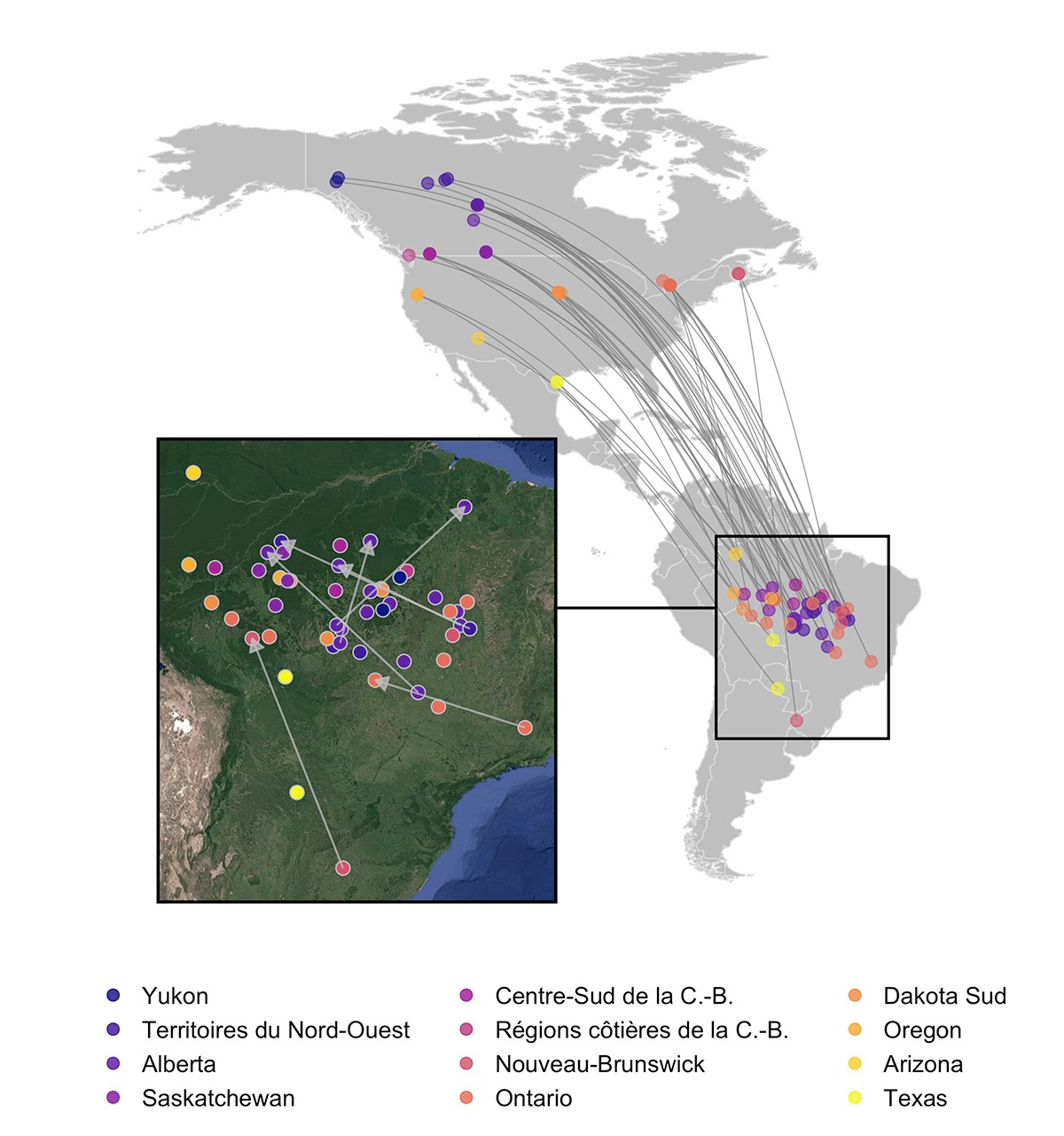 Carte montrant les sites d'hivernage des différents populations, en Amérique du Sud