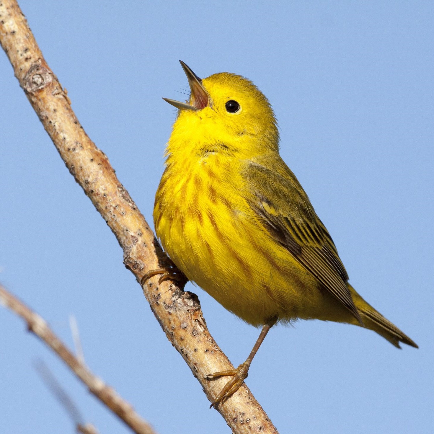 A small yellow bird sings with a puffed chest and a white open beak