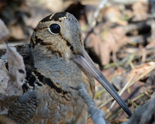 Close-up of an American Woodcock showing its large eyes and long bill. 