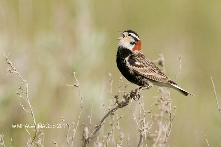 A male Chestnut-collared Longspur singing