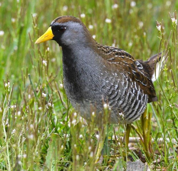 Long Point Waterfowl_Sora_TrishaSnider