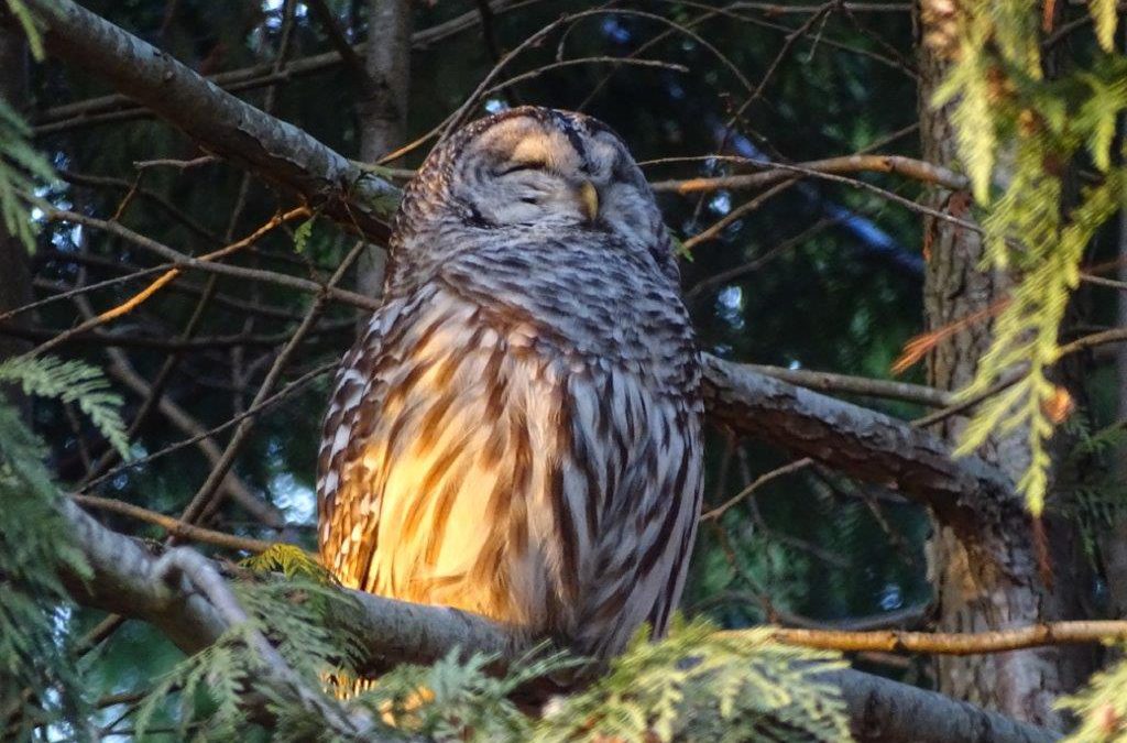 Volunteers needed: Québec Nocturnal Owl Survey