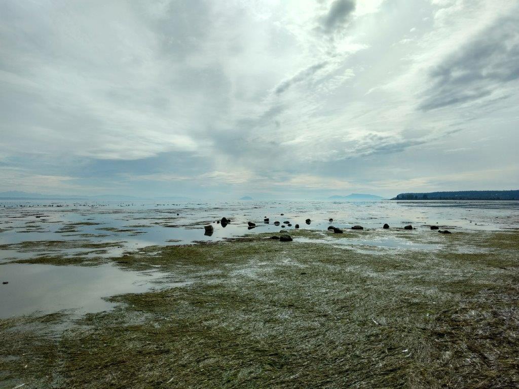 Program Recruitment_Beached Bird Survey_Boundary Bay_Graham Sorenson A view of a tidal flat and foreshore on the west coast of British Columbia