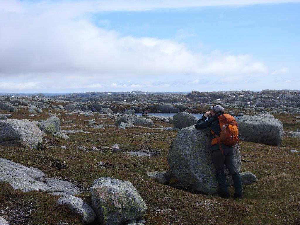 A field surveyr leaning on a rock and looking through binoculars in a rugged Newfoundland landscape