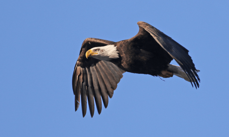Adult Bald Eagle in flight