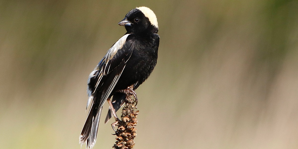 A black, white, and yellow bird - a male Bobolink - perched jauntily on a tall, thin plant