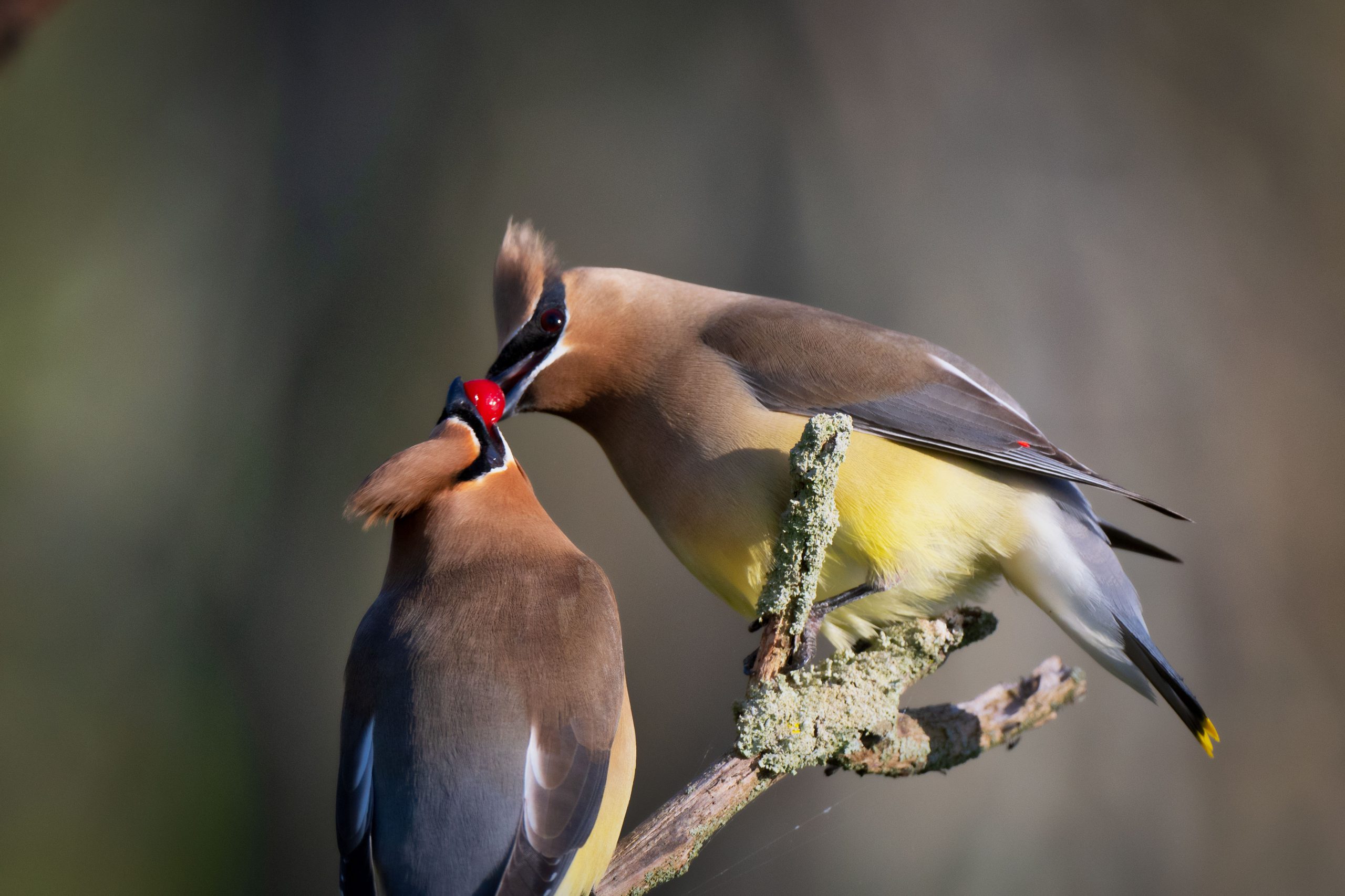 A Cedar Waxwing feeding a berry to its mate 
