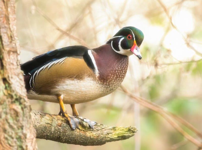 A male Wood Duck high up on a branch