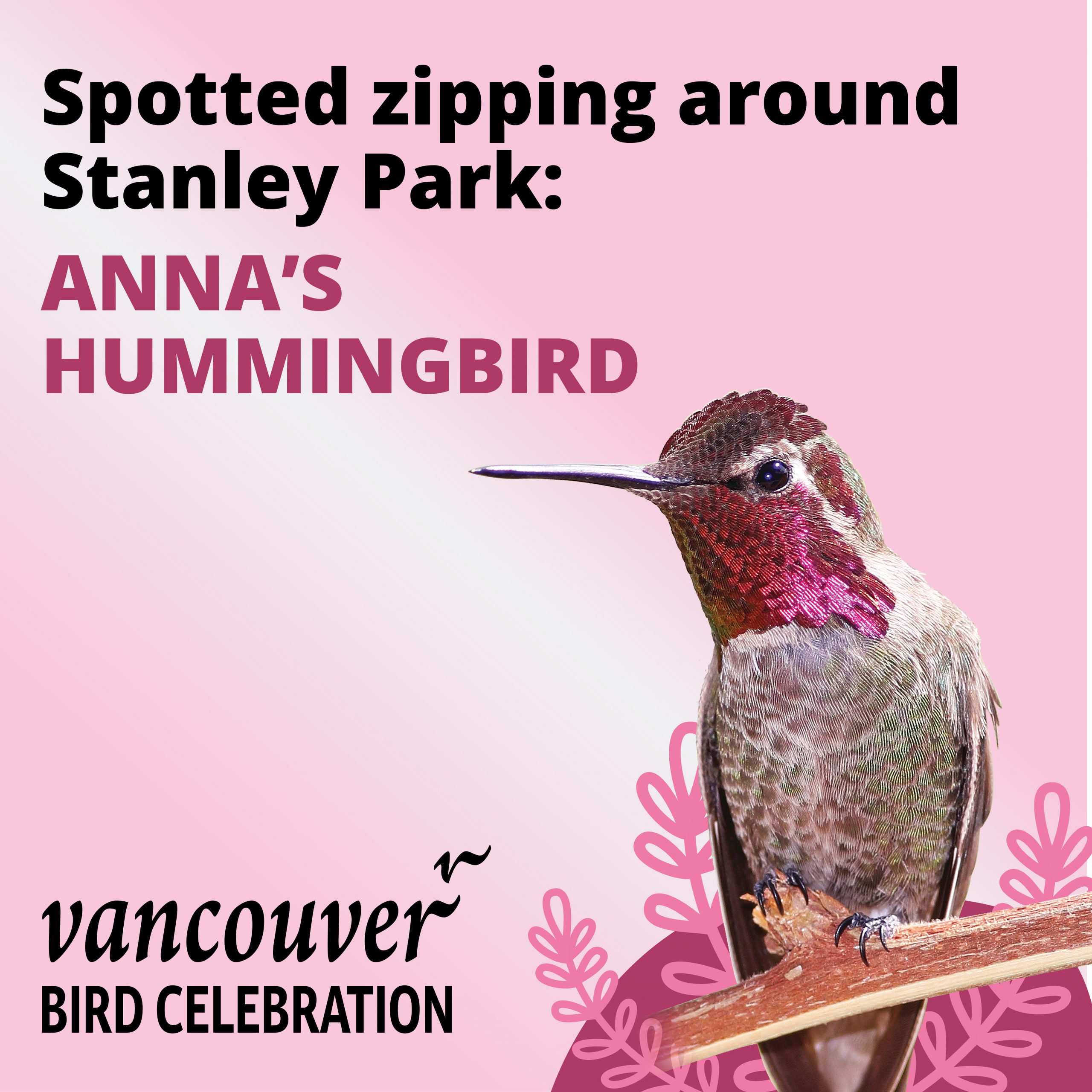 Anna's Hummingbird - Vancouver Bird Celebration