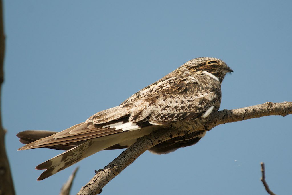 BirdathonApr21_Common Nighthawk_Catherine Jardine Common Nighthawk on branch