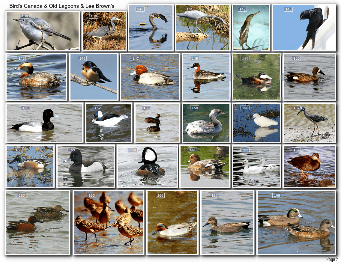 BirdathonApr21_George Pond_photoexamples