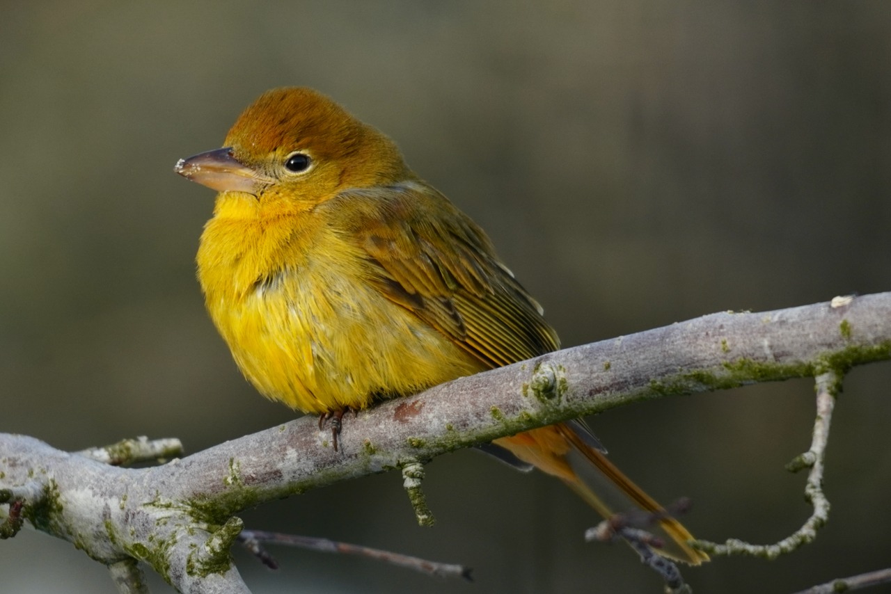 A summer Tanager on a branch.