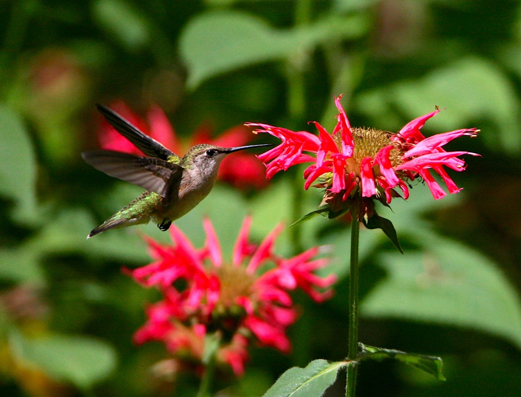 Ruby-throated Hummingbird on flower