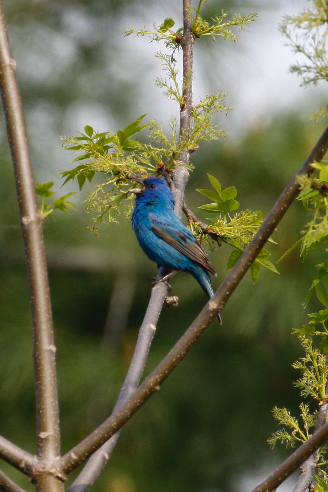 Birdathon_IndigoBunting_Grant Davis
