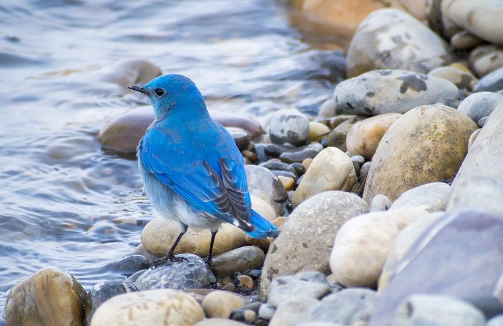 Gardening_MountainBluebird_DanielArndt