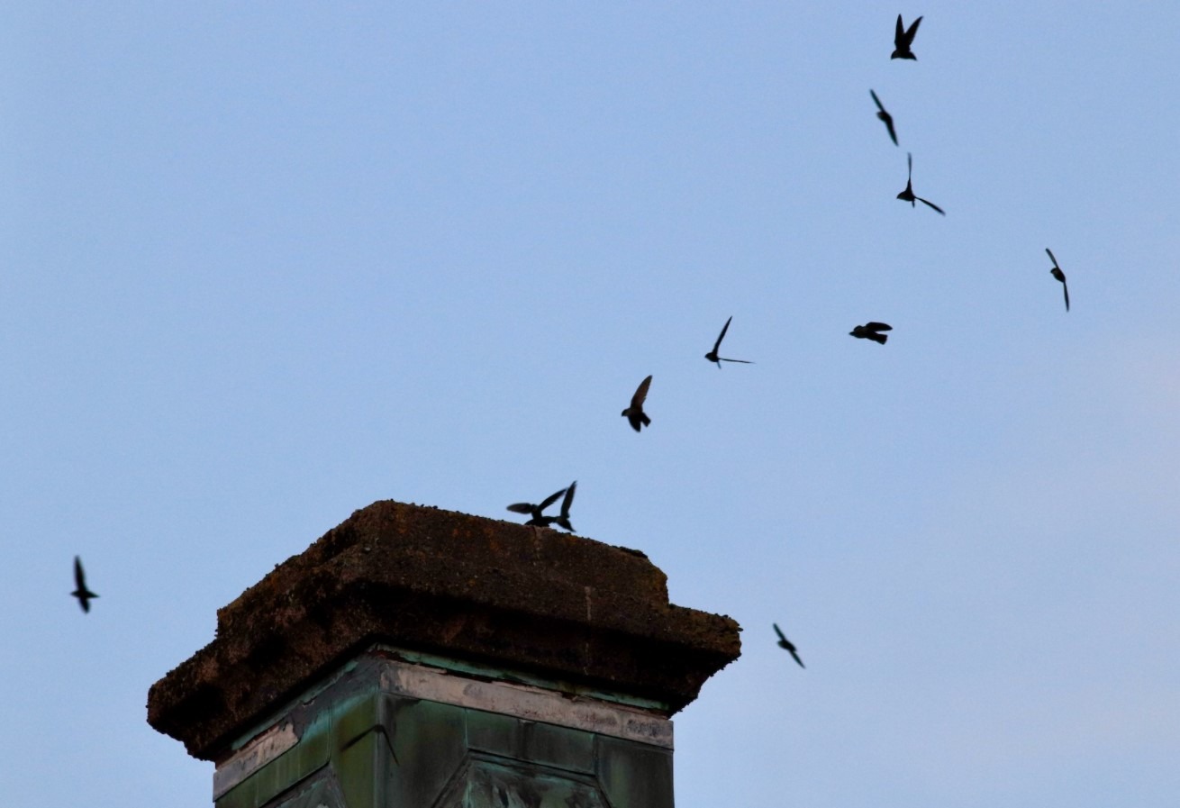 Chimney Swifts by George Forsyth