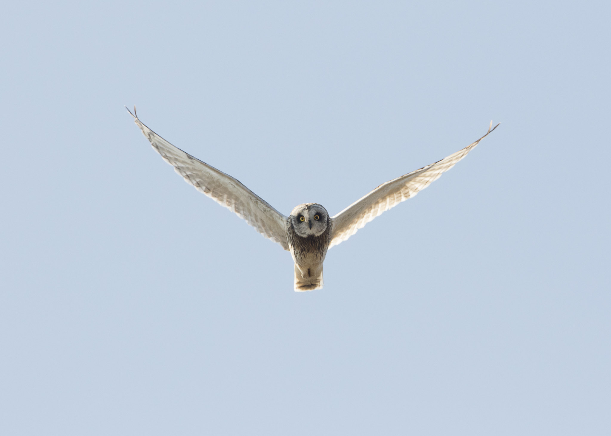 Short-eared Owl_Brendan Kelly Short-eared Owl in head onflight