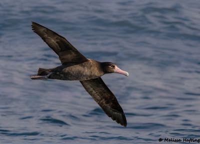 Short-tailed Albatross - Melissa Hafting