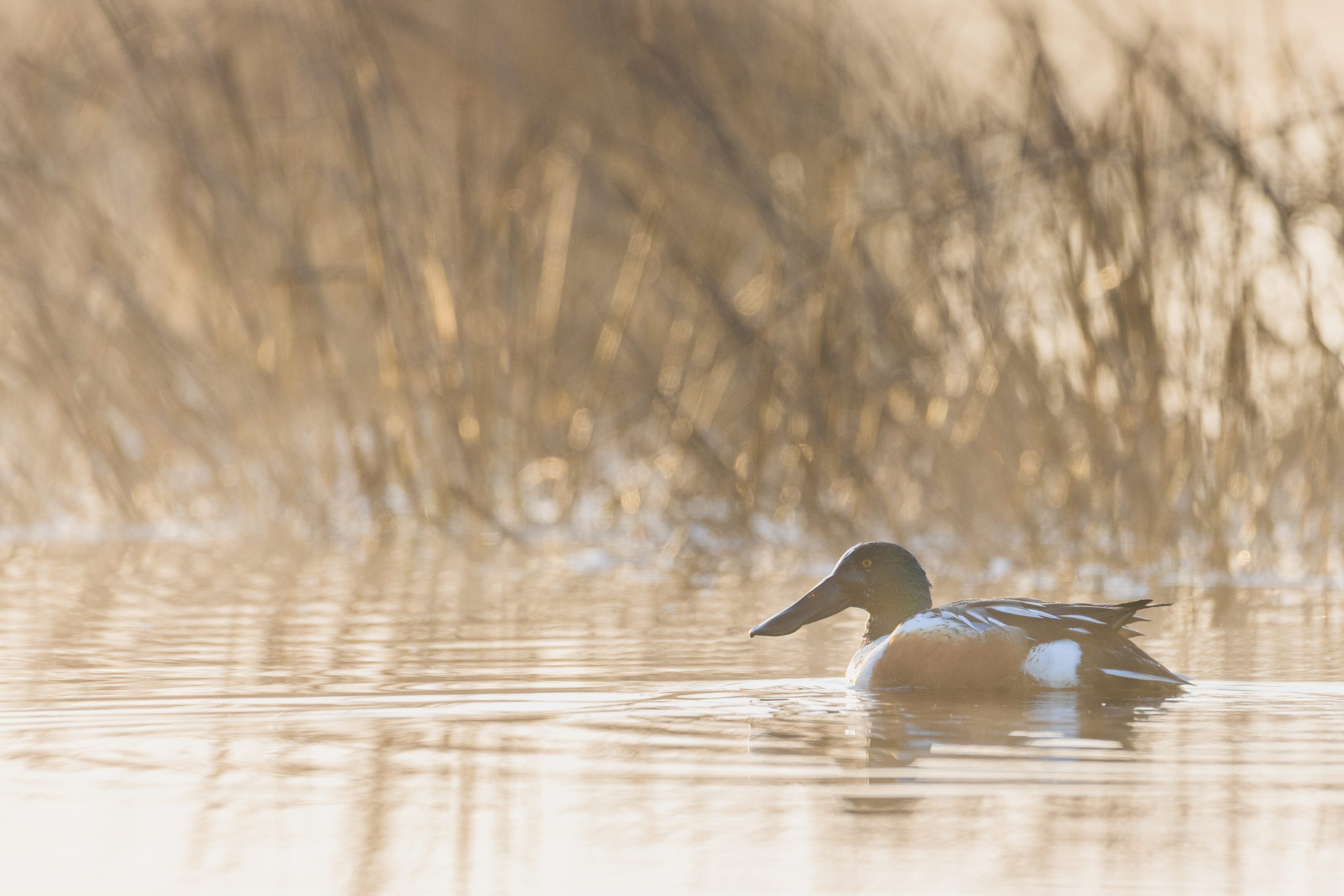 What is a fen? — Ducks Unlimited Canada