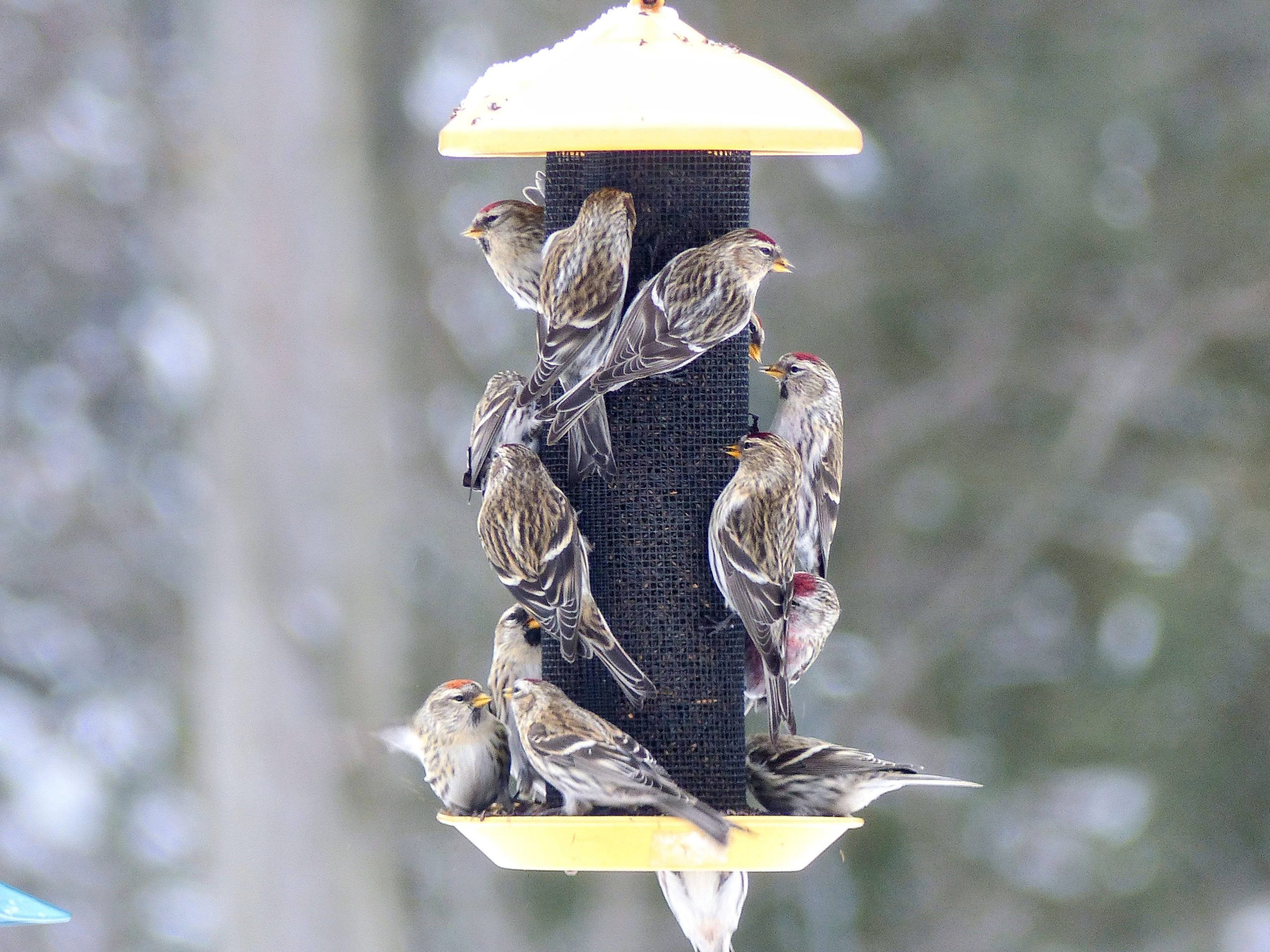 PFW_Common Redpolls_Stéphane Giguère_Ste Julienne QC