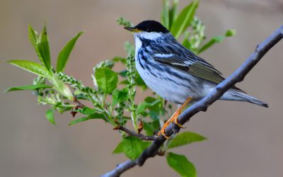 Team Lead – Ontario Breeding Bird Atlas