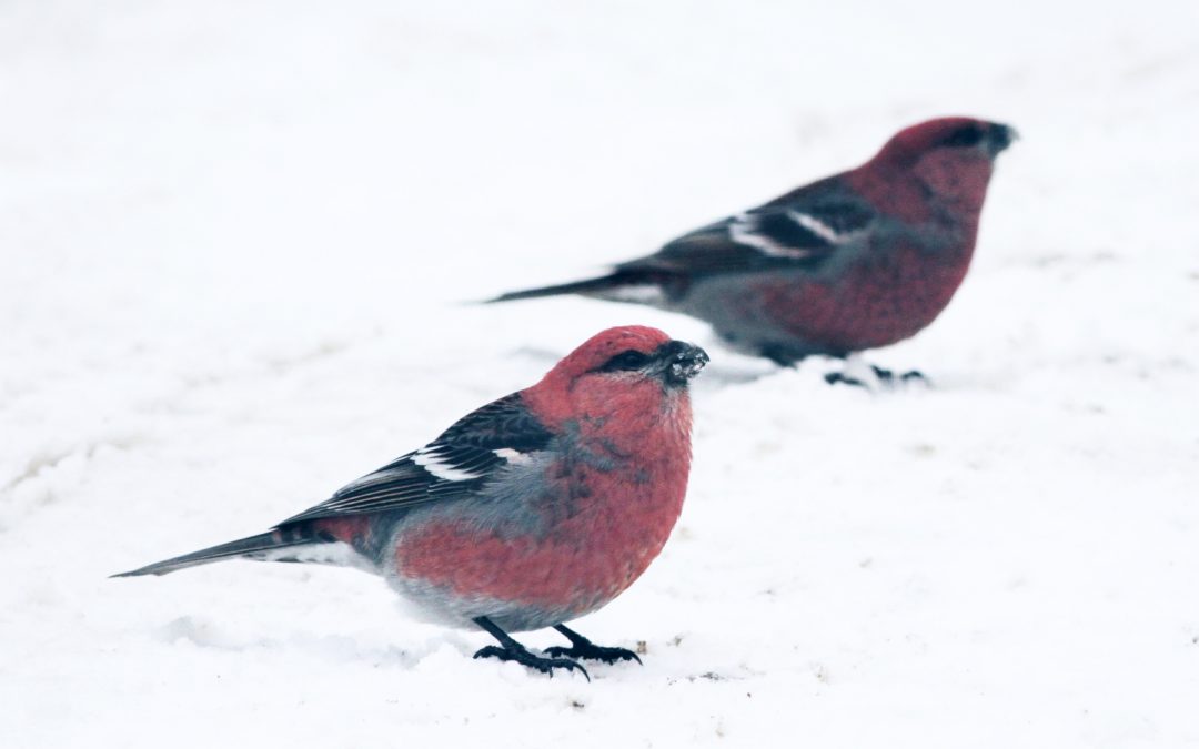 The Christmas Bird Count: a tradition that helps birds