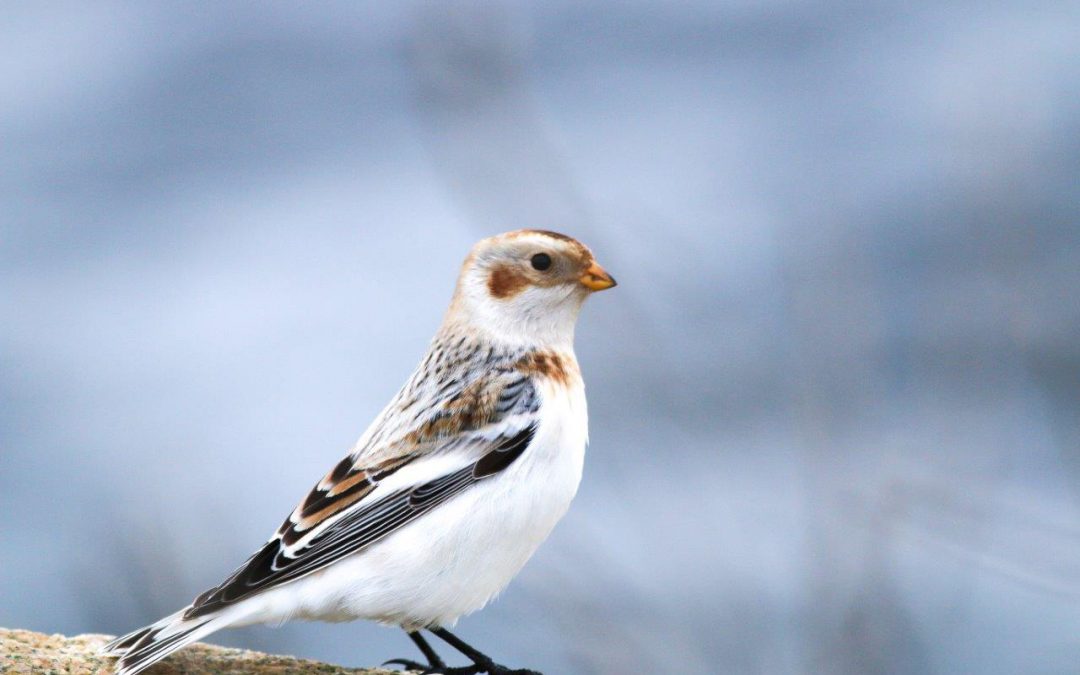 Share your Christmas Bird Count story with us!
