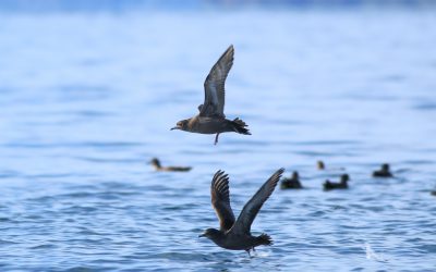 A closer look at the birds of BC’s Queen Charlotte Strait