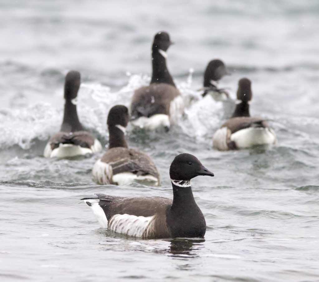 Brant