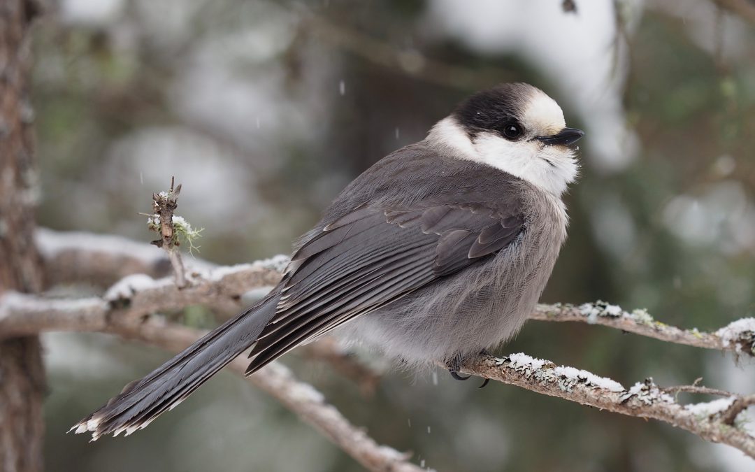 Connect with birds, nature, and each other – participate in the Great Backyard Bird Count February 18-21!