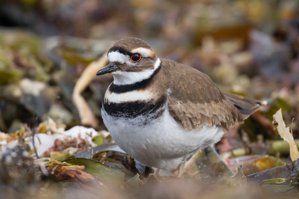 Killdeer