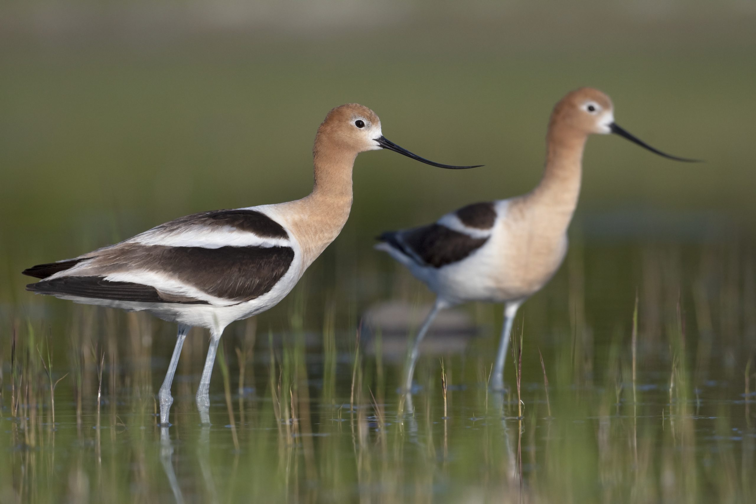 Birds Help Us, Let’s Help Them in Return - Birds Canada | Oiseaux Canada