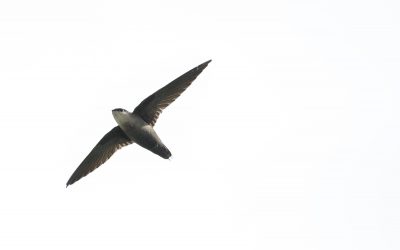 MEDIA RELEASE: Birds Canada and partners launch major new fund to help conserve the Chimney Swift