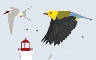 Long Point Bird Observatory Migration Internship  – Ontario