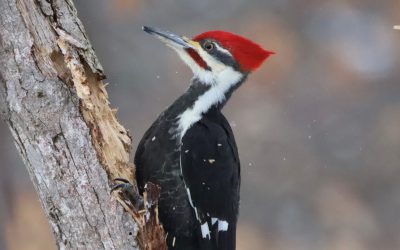 MEDIA RELEASE: Birds Bring Us Together for the Great Backyard Bird Count