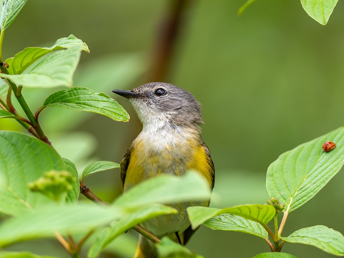 Birdathon registration_American Redstart_Patrice Bouchard