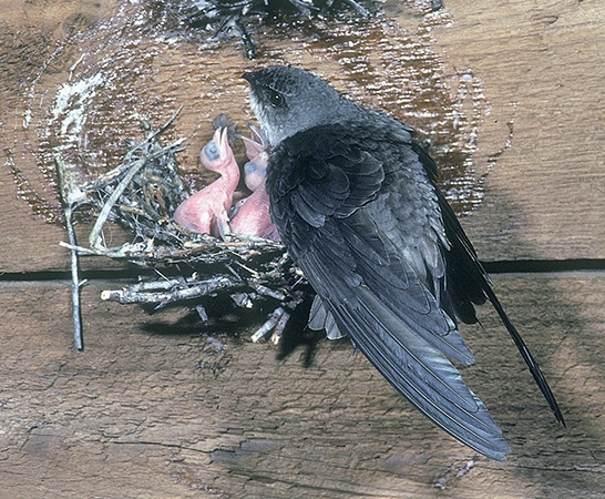 Welcome back Chimney Swifts! How you can help these threatened birds