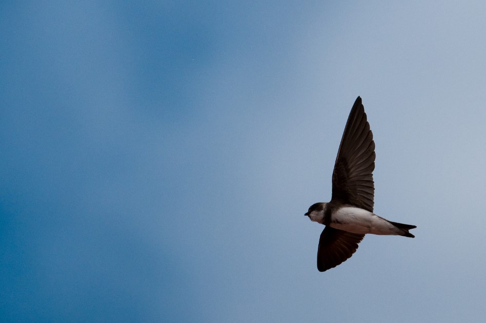 Bank Swallow_flying_Peter Thomas