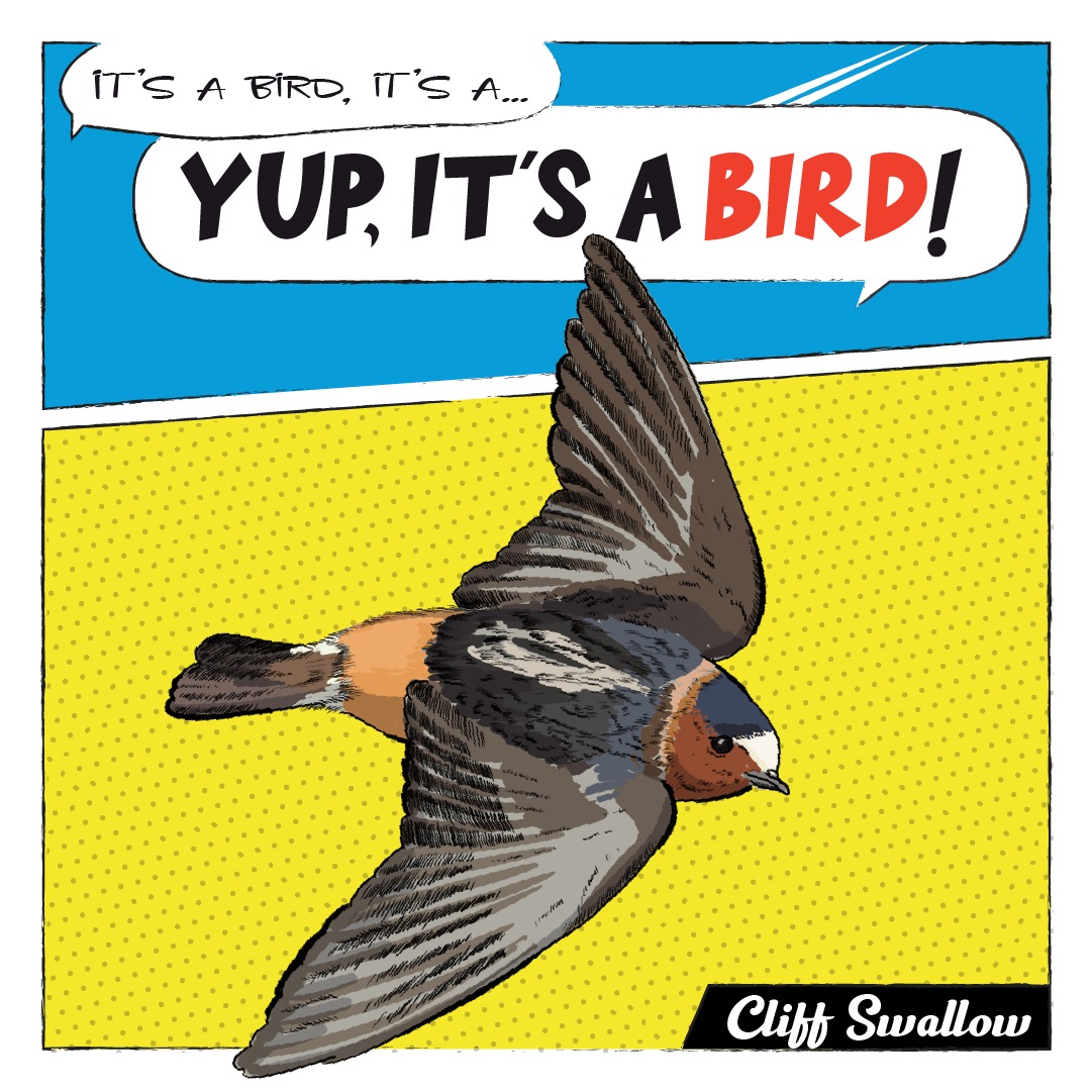 Bird Celebrations_Toronto_Cliff Swallow