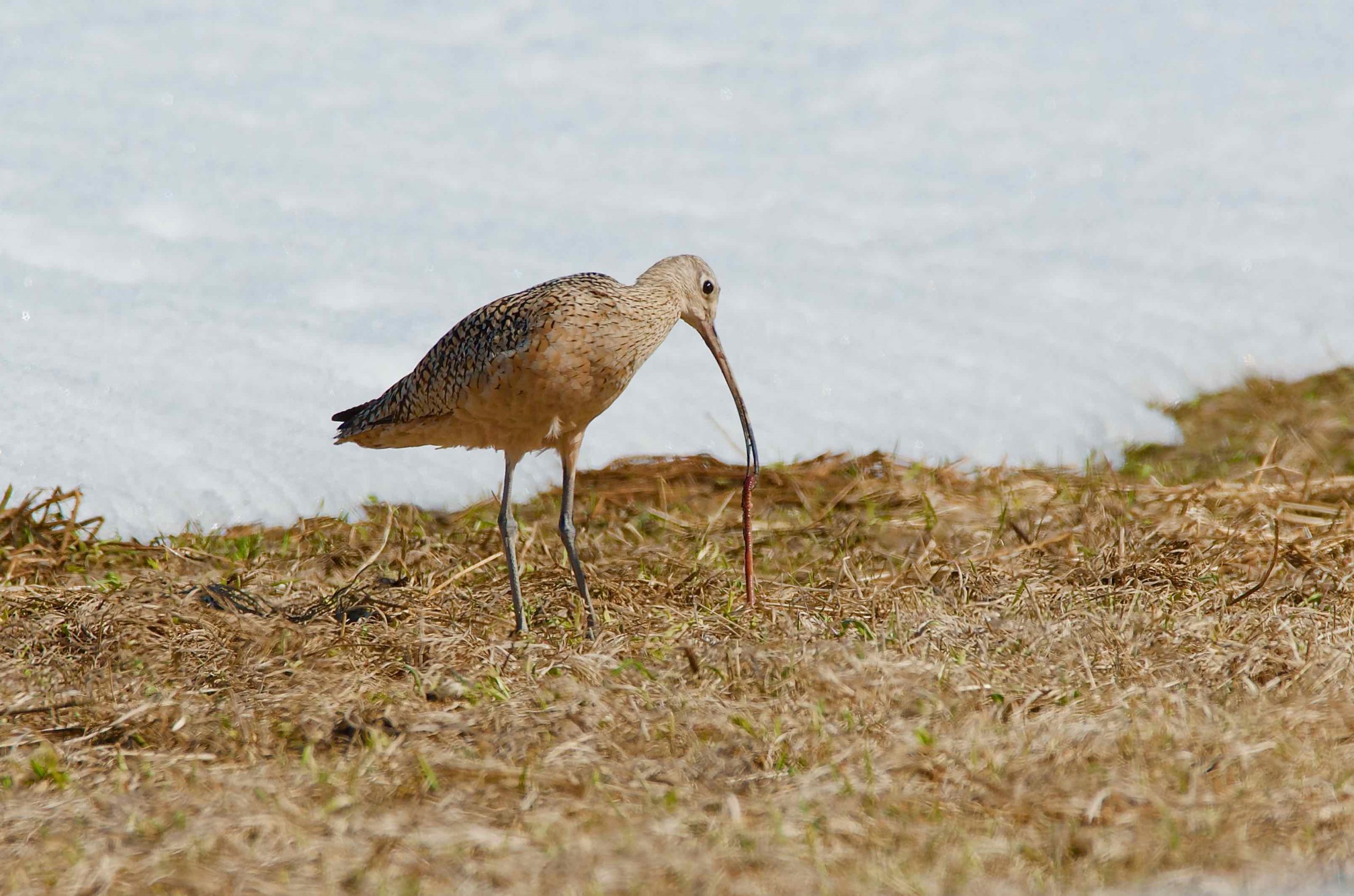 Curlew feeding in snow_Greg Drozda