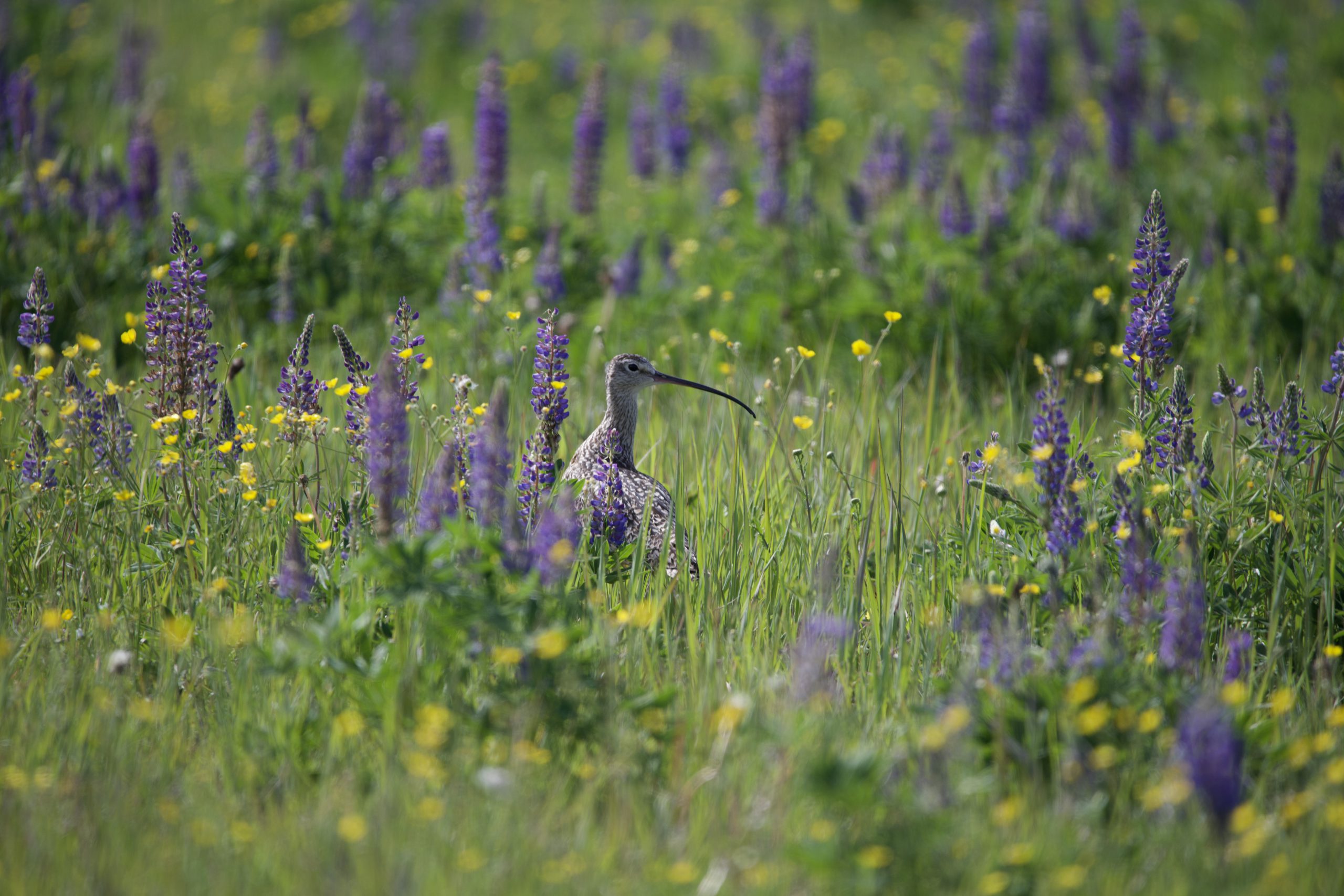 Curlew in flowers_Alyssa Hollyoake