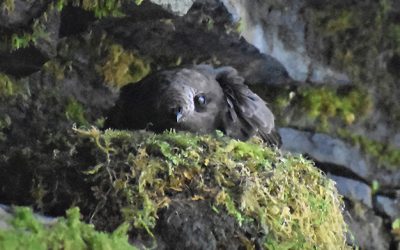 Seeking hikers to volunteer for Black Swift project in southwest BC