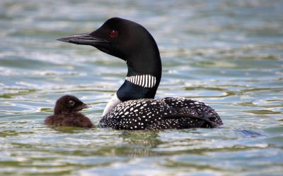 Volunteers needed for the Canadian Lakes Loon Survey and Canadian Nightjar Survey