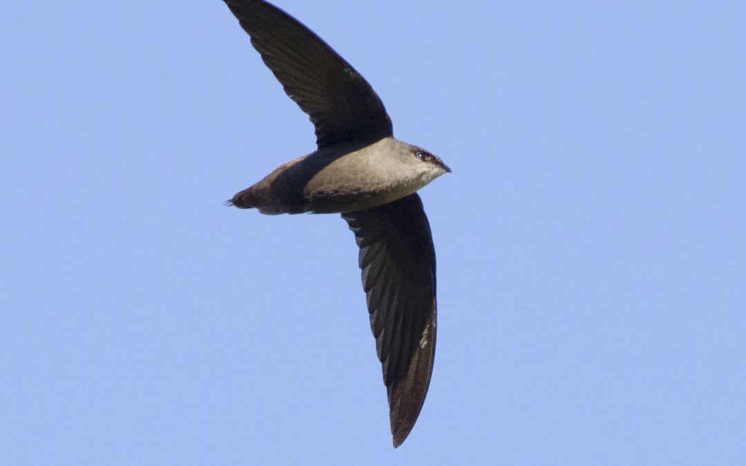 Media release: World Swift Day is a reminder that chimney owners can help save a Threatened bird