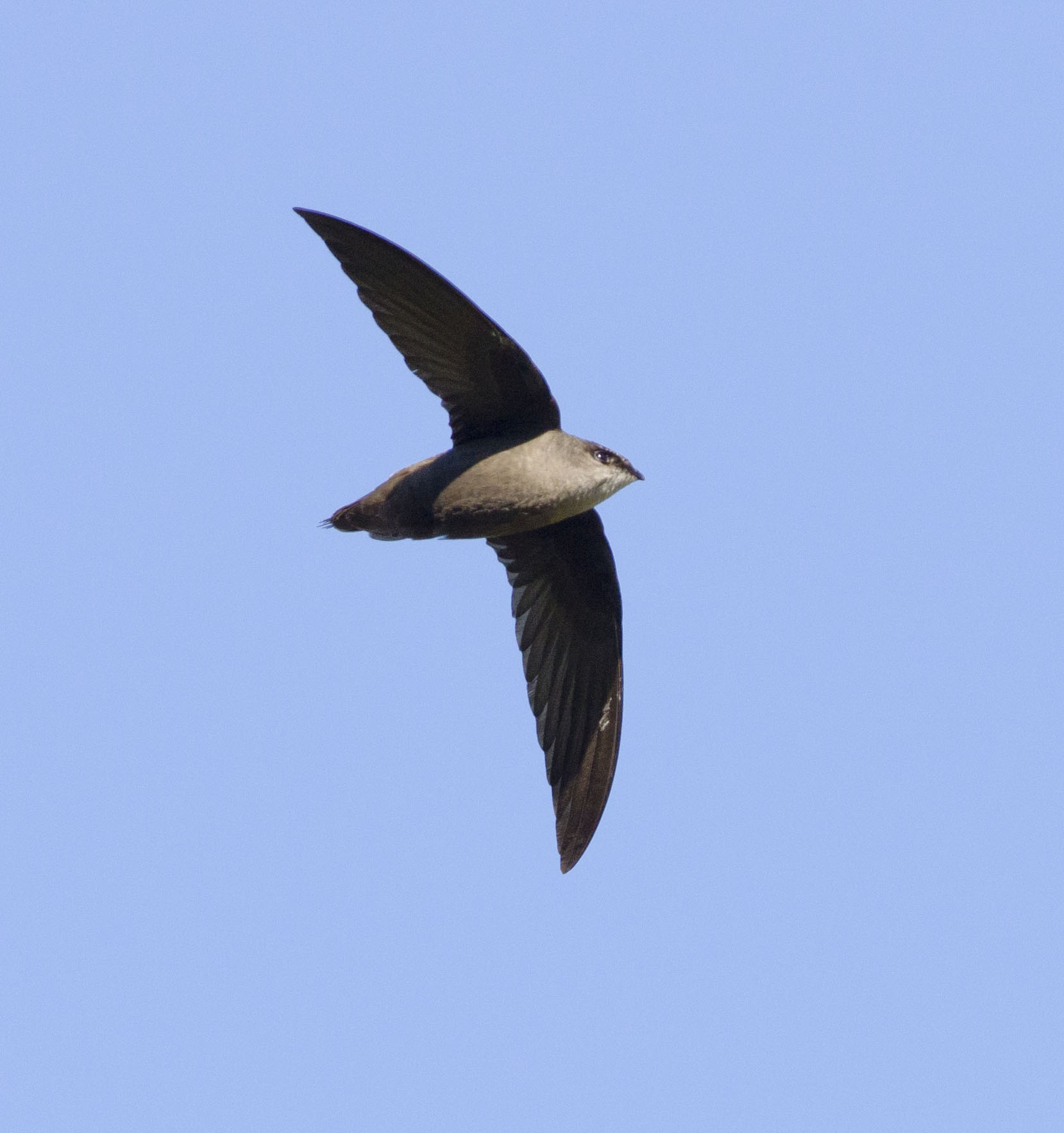Chimney Swift_Ron d'Entremont_3