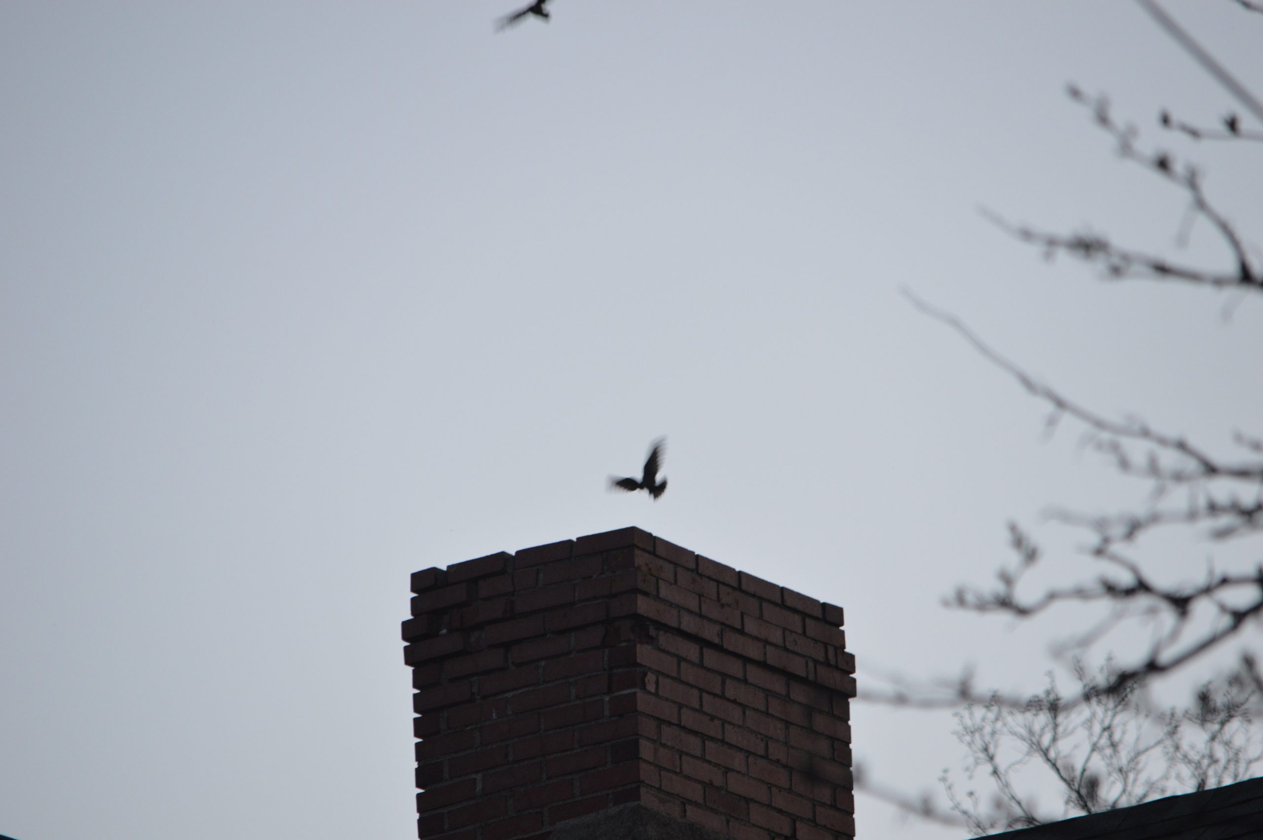 Swift chimney in NS_Maritimes SwiftWatch