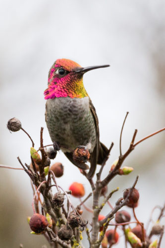 Feeding and attracting hummingbirds