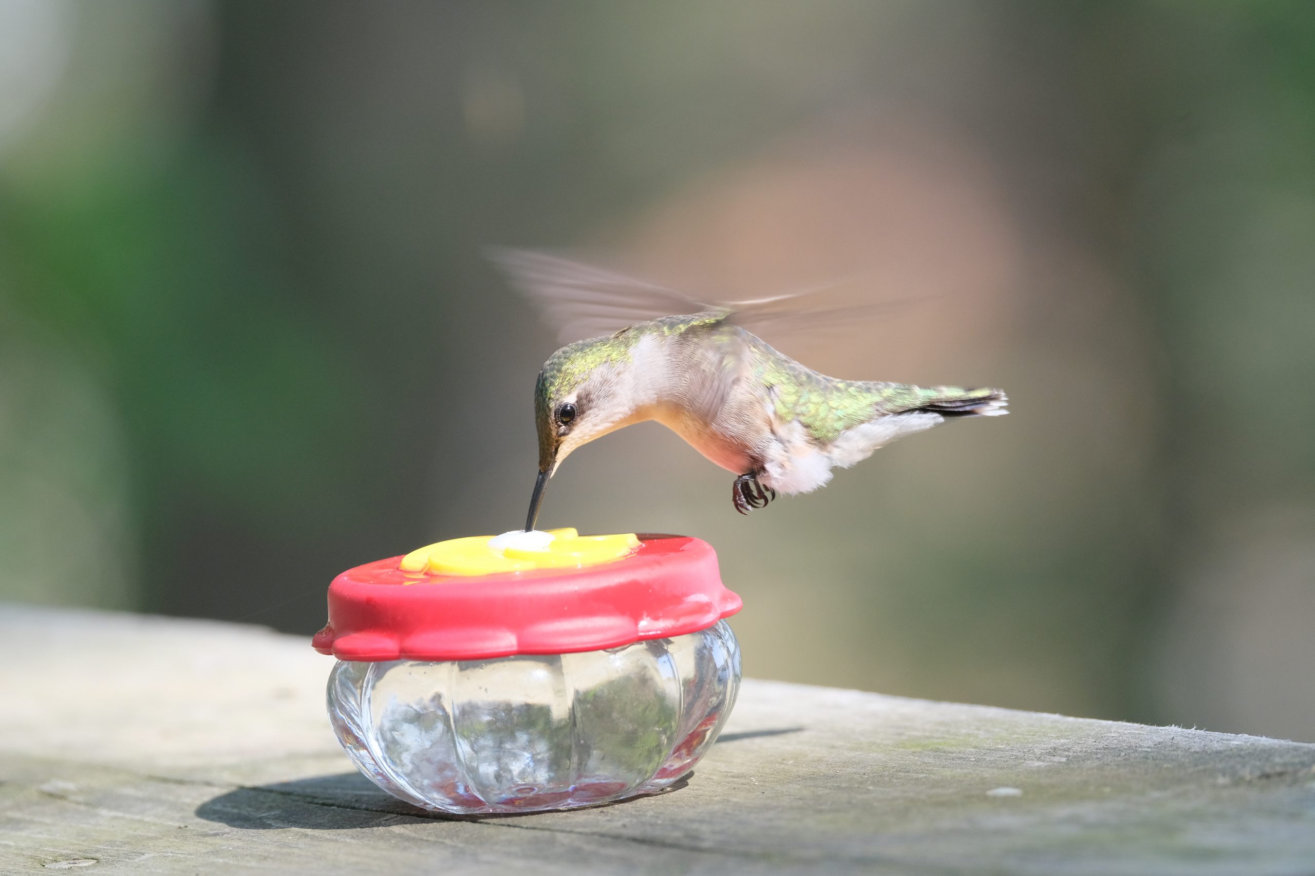 WREESH Mangeoire à eau pour colibris Mangeoire à oiseaux en verre Mangeoire  à colibris en verre peint 