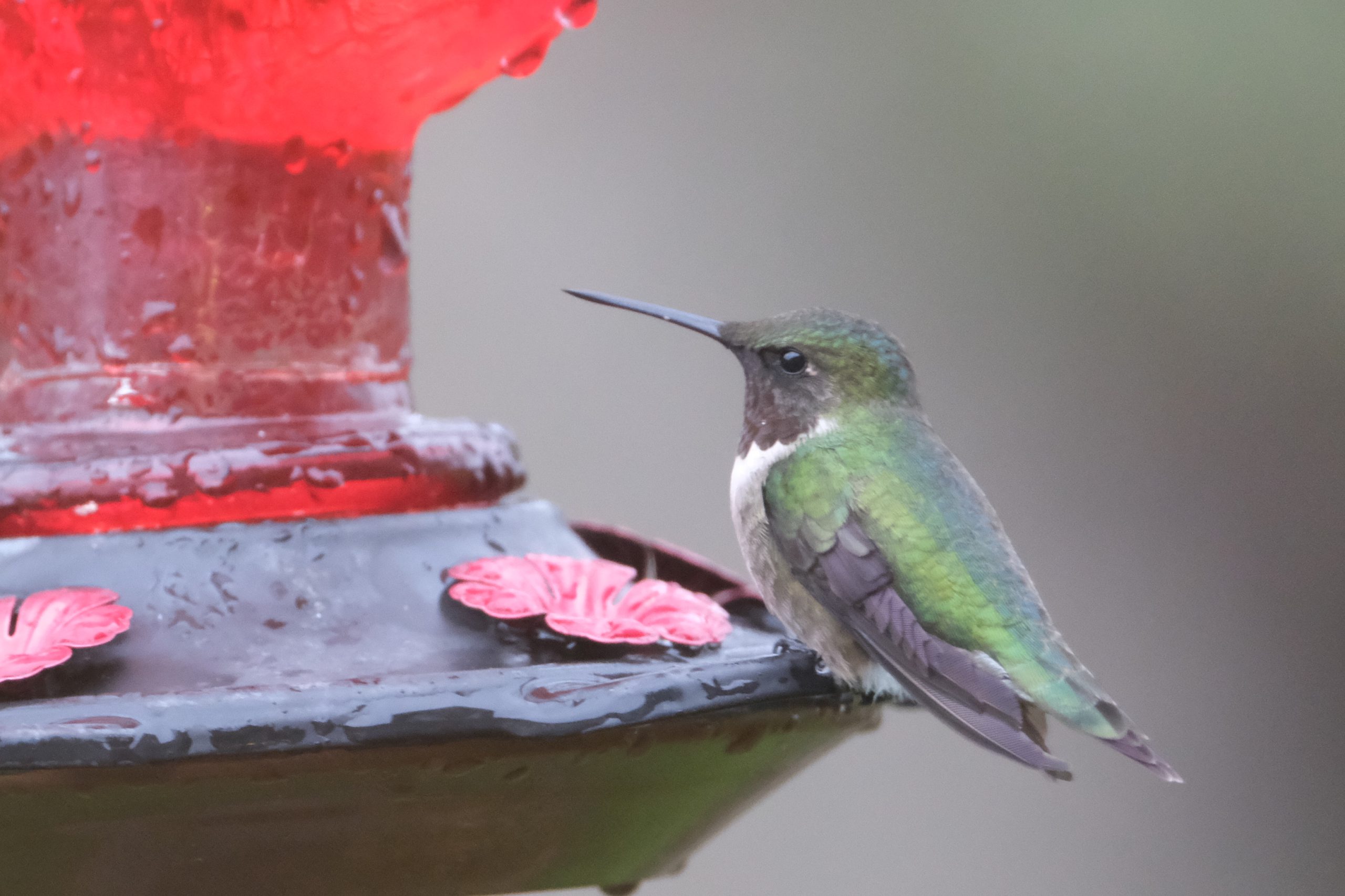 Recette de nectar pour attirer les colibris