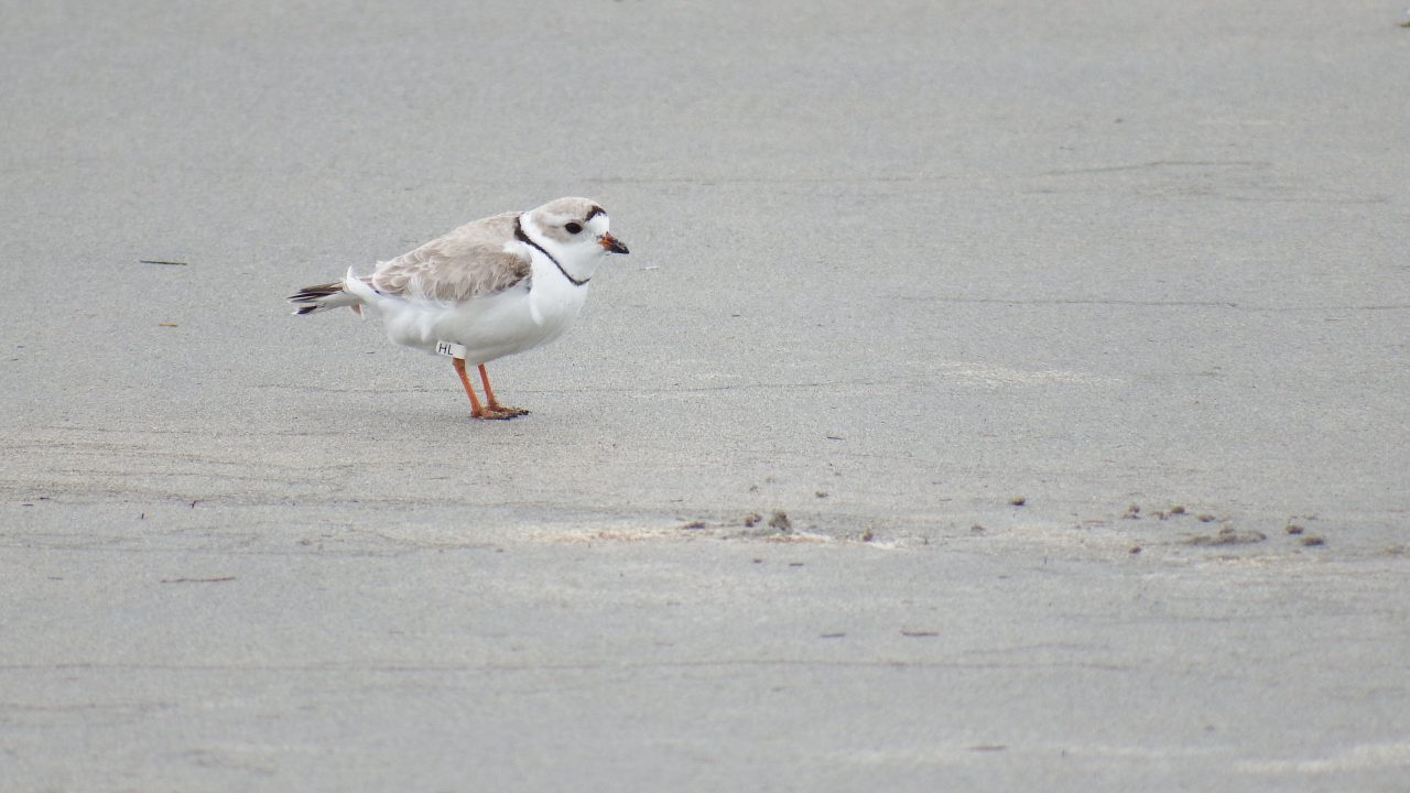 Piping Plovers face a range of challenges, from hungry predators to ...